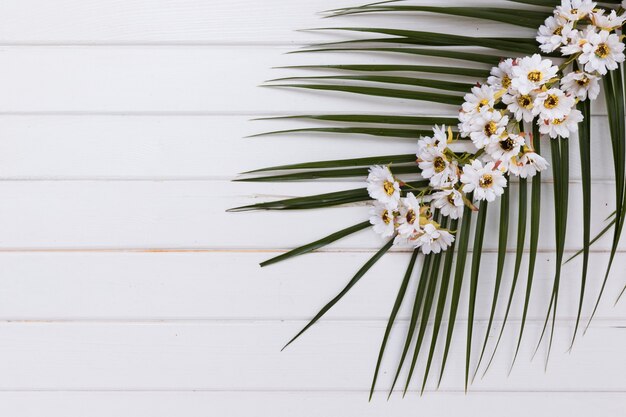 Green branch with floral twig on white