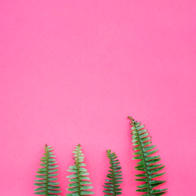 無料写真 ピンク色の緑色の枝