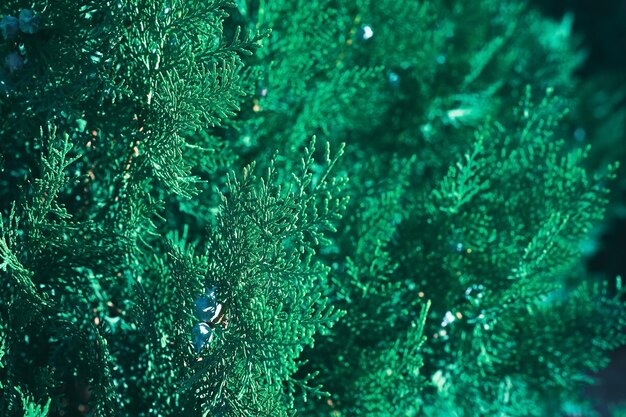 常緑の thuja の木の緑の枝をクローズ アップ背景をぼかした写真セレクティブ フォーカス枝 Thuja plicata バナーの背景または公園アートの説明のためのクリスマス カードのアイデアの背景