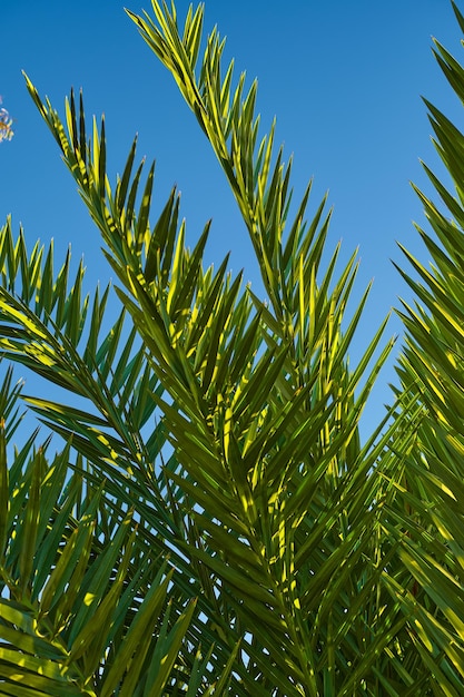 Green branches of a palm tree closeup against the blue sky Vertical postcard for palm sunday idea for a postcard or background earth day