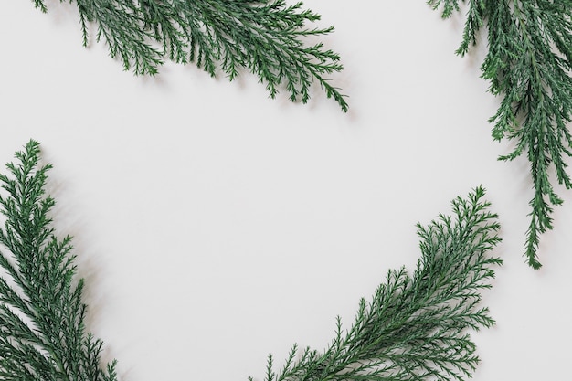 Free photo green branches on white table