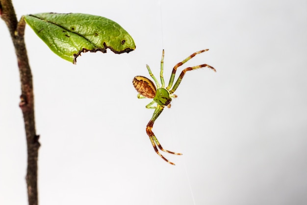 長い脚を持つ緑と茶色の昆虫