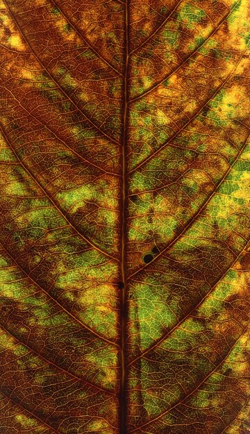 Green and brown leaf