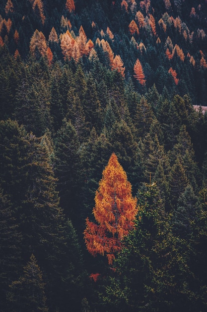 산에 녹색과 갈색 나무