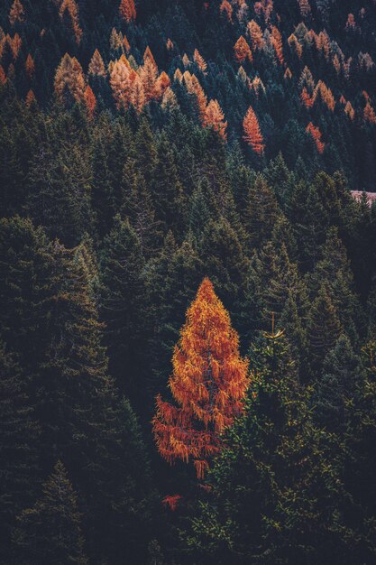 산에 녹색과 갈색 나무