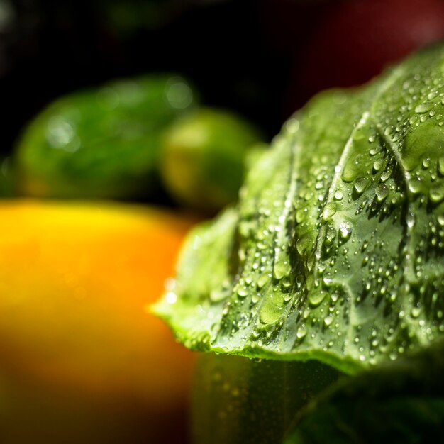 Green cabbage leaf close-up