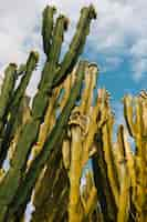 Foto gratuita cactus verde contro il cielo nuvoloso