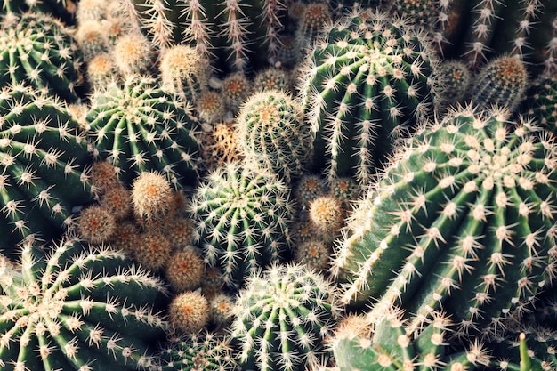 Green Cactus closeup