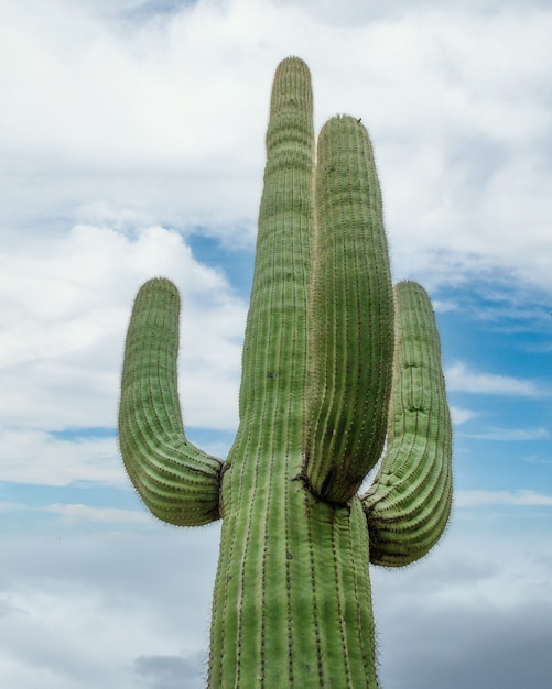 A green cactus under a cloudy sky in the Sonoran Desert outside of Tucson Arizona