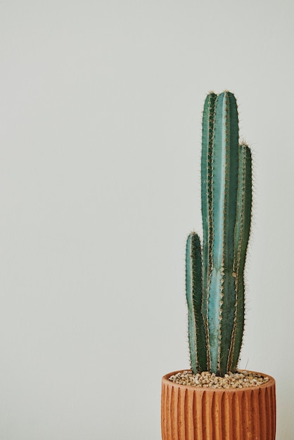 Green cactus on gray background