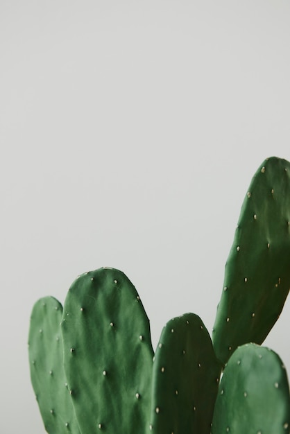 Free photo green cactus on gray background