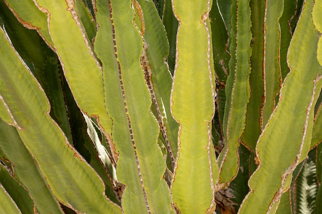 Free photo green cactus leaves close-up