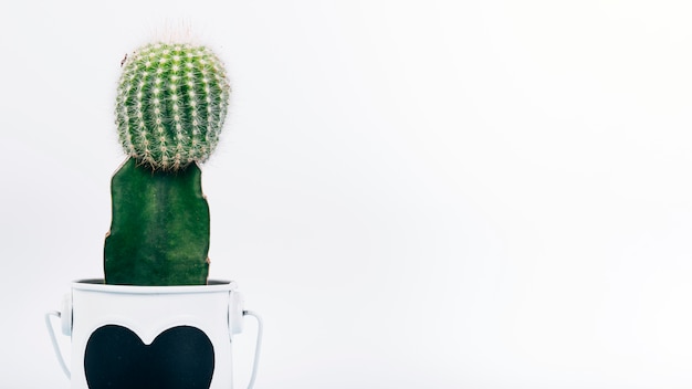 Green cactus plant with heartshape on pot over white backdrop