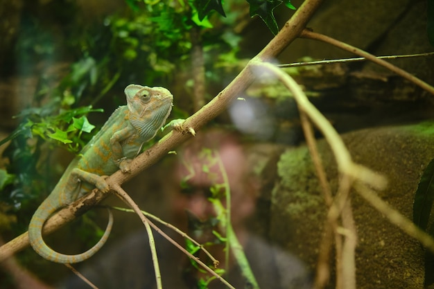 Green chameleon sitting on a tree branch in the zoo