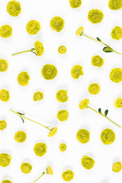 Green chrysanthemum flowers on white backdrop