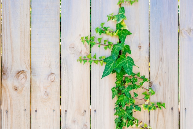 Green climbing ivy on the wooden fence. Textured wooden panels background.