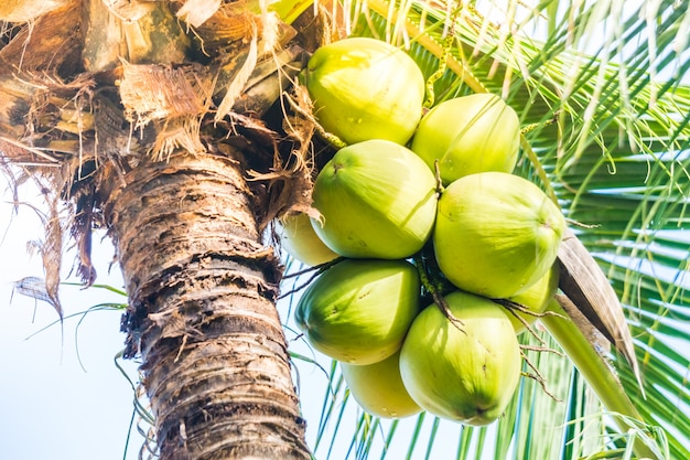 Foto gratuita noci di cocco verdi che pendono da un albero di palma