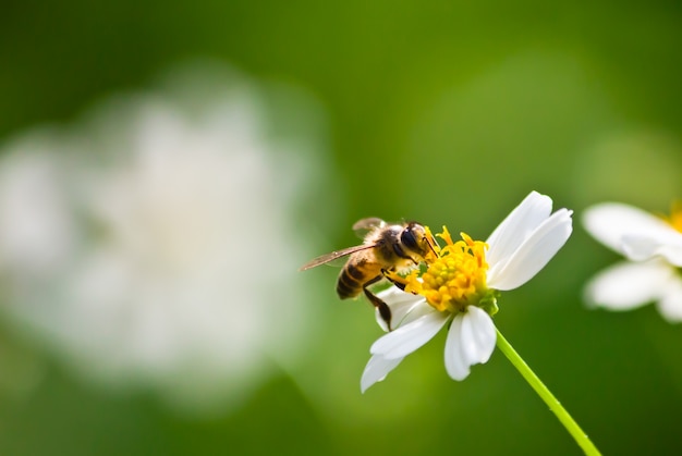 녹색 안테나 흰 꿀벌