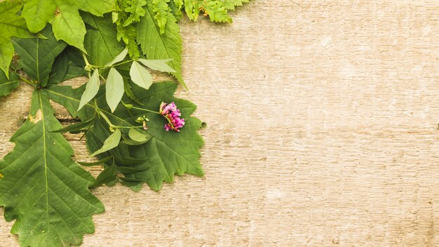 Green composition with leaves on wood