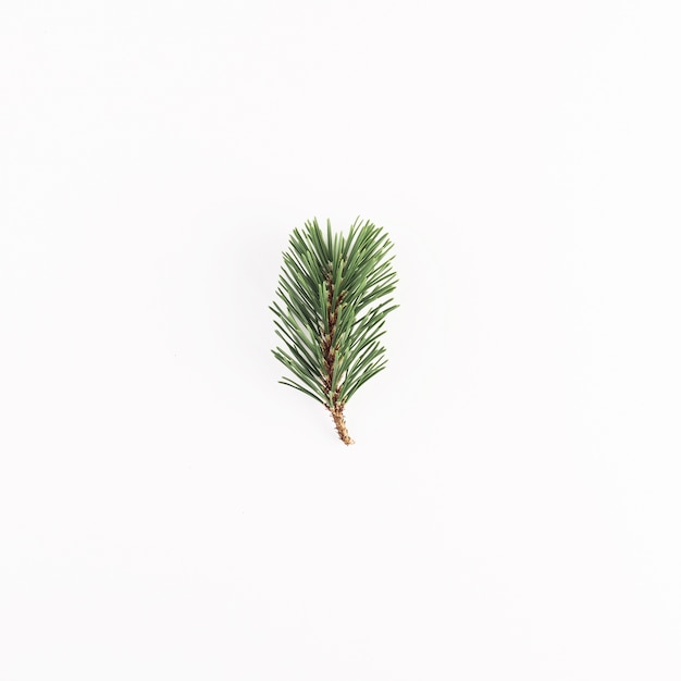 Green coniferous branch on light desk