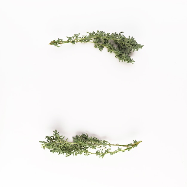 Green coniferous branches on light desk