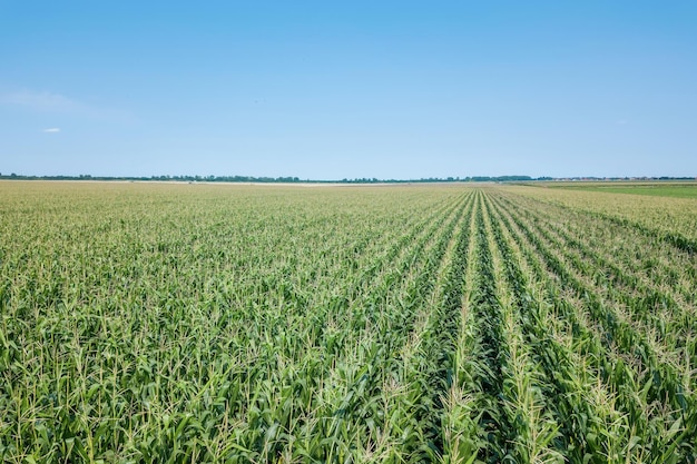 Зеленое кукурузное поле, Кукурузное поле.