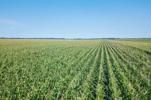 Green corn field, Corn field.