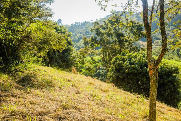 Green countryside