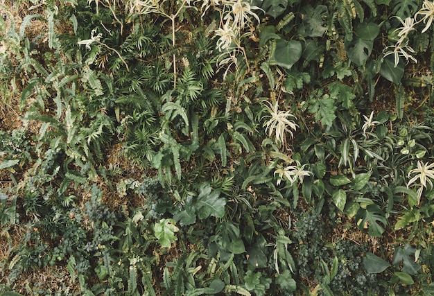 Green creepers growing on wall