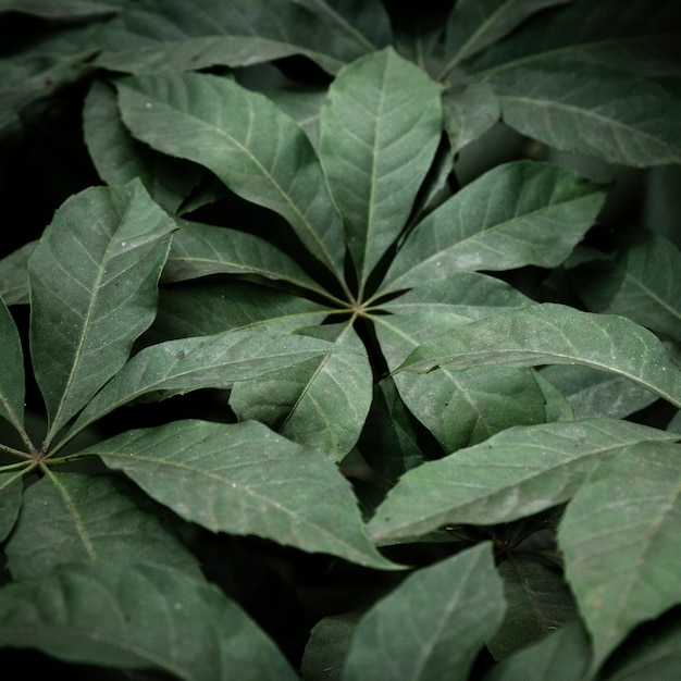 Green exotic leaves background