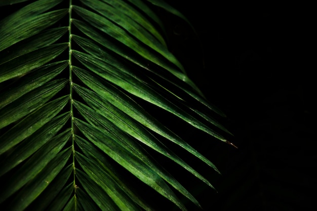 Green exotic leaves close up