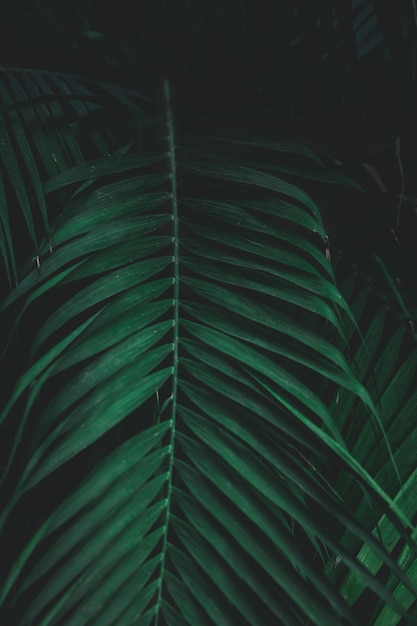 Бесплатное фото Зеленые экзотические листья крупным планом