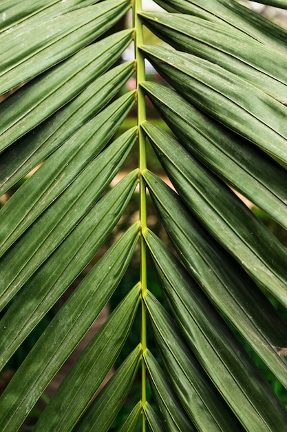 Green exotic leaves close up