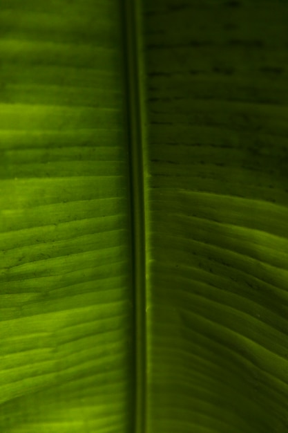Green exotic leaves close up
