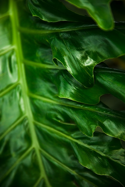 Зеленые экзотические листья крупным планом