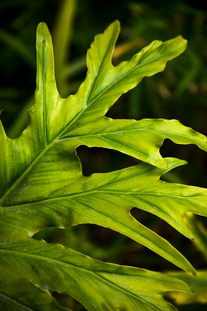 Green exotic leaves close up