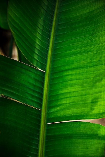 Green exotic leaves close up