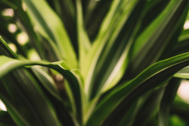 Green exotic leaves