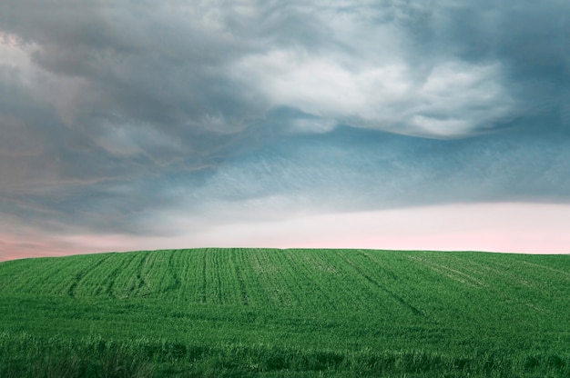 Green farming field