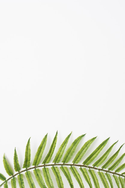 Green fern leaves at bottom of the white background