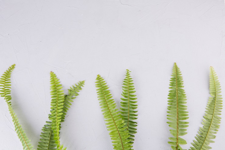 Free Photo green fern leaves on light table