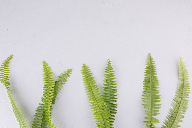 Green fern leaves on light table