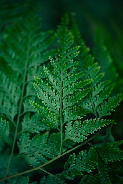 Листья зеленого папоротника в природе