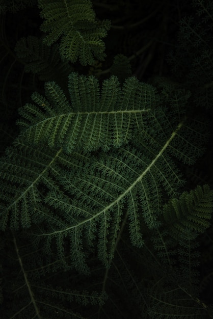 Green fern plant in close up