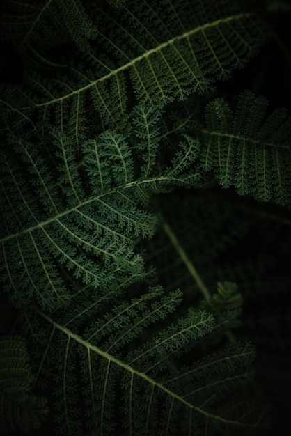 Free photo green fern plant in close up