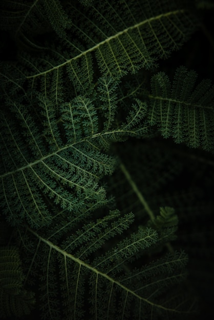 Green fern plant in close up