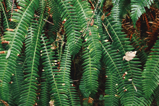 Foto gratuita piante di felce verde