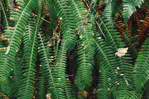 Free photo green fern plants