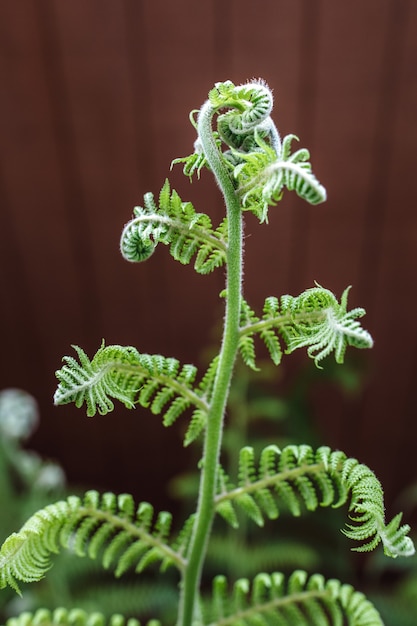 Free photo green fern on selective focus