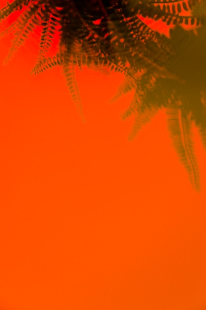 Green fern shadow on an orange background with space for writing the text
